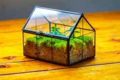NCYP Mini Glass Terrarium With Lid House Shape Closed Planter Pot For Small Cactus, Succulents Plant 38 NCYP Mini Glass Terrarium With Lid House Shape Closed Planter Pot For Small Cactus, Succulents Plant -Ncyp Garden Sale Shop IMG 2078 aebf7155 2521 46fe 8ced 1bc6f10aef33