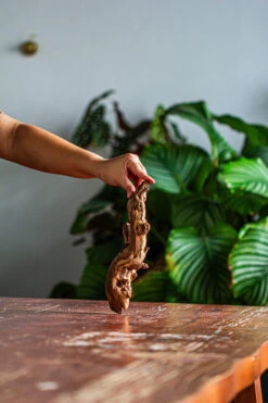 Natural Driftwood For Moss Terrarium, Miniature, Micro Landscape, Unique 12-57, Suitable For Both Live And Preserved Moss -Ncyp Garden Sale Shop IMG 2096