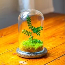 Cloche With Base 20CM Glass Dome / Round Head Glass Cloche Dome Cover Terrarium Container With Without Airhole For Venus Flytrap