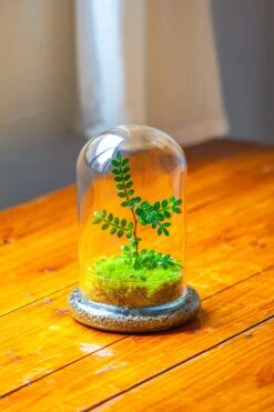 Cloche With Base 20CM Glass Dome / Round Head Glass Cloche Dome Cover Terrarium Container With Without Airhole For Venus Flytrap -Ncyp Garden Sale Shop IMG 2106 320999a8 a4c9 4744 a59b c7e6b278a428