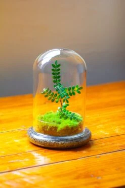 Cloche With Base 20CM Glass Dome / Round Head Glass Cloche Dome Cover Terrarium Container With Without Airhole For Venus Flytrap -Ncyp Garden Sale Shop IMG 2107 c7b6a00c eb3d 45ca bec5 a62d0b413030