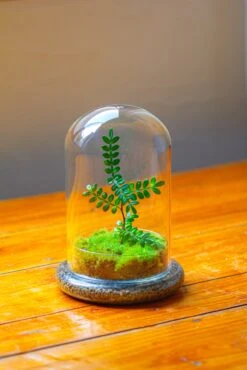 Cloche With Base 20CM Glass Dome / Round Head Glass Cloche Dome Cover Terrarium Container With Without Airhole For Venus Flytrap -Ncyp Garden Sale Shop IMG 2108 8b5df326 80b0 47b6 90f6 f3b7ddc444b8