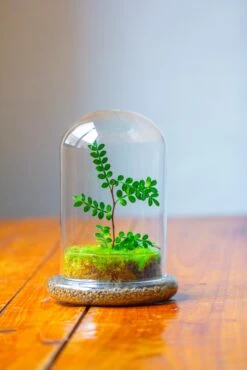 Cloche With Base 20CM Glass Dome / Round Head Glass Cloche Dome Cover Terrarium Container With Without Airhole For Venus Flytrap -Ncyp Garden Sale Shop IMG 2109 00888fce 054c 4f9b 8f32 d468aa6e0000