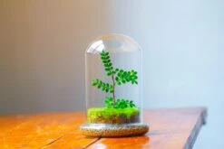 Cloche With Base 20CM Glass Dome / Round Head Glass Cloche Dome Cover Terrarium Container With Without Airhole For Venus Flytrap -Ncyp Garden Sale Shop IMG 2110 27738d2f 29d4 44c2 89c9 d42157a8c429