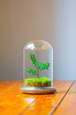 Cloche With Base 20CM Glass Dome / Round Head Glass Cloche Dome Cover Terrarium Container With Without Airhole For Venus Flytrap -Ncyp Garden Sale Shop IMG 2111 1c071bf5 af1a 4a93 9c7c f69920a15678