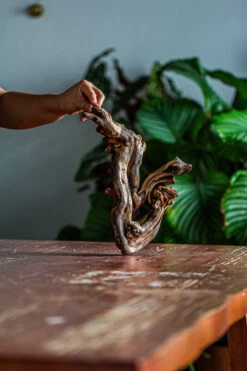 Natural Driftwood For Moss Terrarium, Miniature, Micro Landscape, Unique 12-60, Suitable For Both Live And Preserved Moss -Ncyp Garden Sale Shop IMG 2113