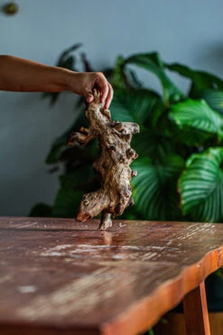 Natural Driftwood For Moss Terrarium, Miniature, Micro Landscape, Unique 12-62, Suitable For Both Live And Preserved Moss -Ncyp Garden Sale Shop IMG 2117