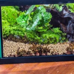 Basic Moss Terrarium Planting KIT, Suitable For Terrarium, Moss, Fern, Orchid, Begonia, Small Tropical 23 Basic Moss Terrarium Planting KIT, Suitable For Terrarium, Moss, Fern, Orchid, Begonia, Small Tropical -Ncyp Garden Sale Shop IMG 2133