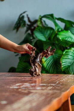 Natural Driftwood For Moss Terrarium, Miniature, Micro Landscape, Unique 12-42, Suitable For Both Live And Preserved Moss -Ncyp Garden Sale Shop IMG 2135