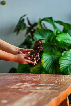 Natural Driftwood For Moss Terrarium, Miniature, Micro Landscape, Unique 12-42, Suitable For Both Live And Preserved Moss -Ncyp Garden Sale Shop IMG 2137