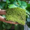 29x30cm Live Dry Hypnum Plumaeforme Wils. Moss For Open Terrarium. Moss Ball