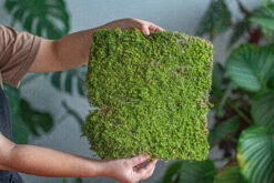 29x30cm Live Dry Hypnum Plumaeforme Wils. Moss For Open Terrarium. Moss Ball -Ncyp Garden Sale Shop IMG 2163