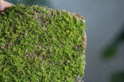 29x30cm Live Dry Hypnum Plumaeforme Wils. Moss For Open Terrarium. Moss Ball -Ncyp Garden Sale Shop IMG 2164