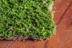 29x30cm Live Dry Hypnum Plumaeforme Wils. Moss For Open Terrarium. Moss Ball -Ncyp Garden Sale Shop IMG 2165
