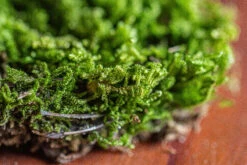 29x30cm Live Dry Hypnum Plumaeforme Wils. Moss For Open Terrarium. Moss Ball -Ncyp Garden Sale Shop IMG 2167