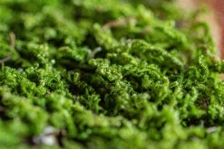29x30cm Live Dry Hypnum Plumaeforme Wils. Moss For Open Terrarium. Moss Ball -Ncyp Garden Sale Shop IMG 2168