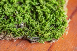 29x30cm Live Dry Hypnum Plumaeforme Wils. Moss For Open Terrarium. Moss Ball -Ncyp Garden Sale Shop IMG 2170