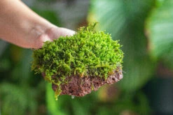29x30cm Live Dry Hypnum Plumaeforme Wils. Moss For Open Terrarium. Moss Ball -Ncyp Garden Sale Shop IMG 2173