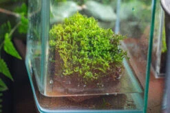 29x30cm Live Dry Hypnum Plumaeforme Wils. Moss For Open Terrarium. Moss Ball -Ncyp Garden Sale Shop IMG 2175