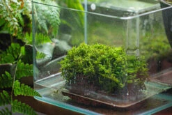 29x30cm Live Dry Hypnum Plumaeforme Wils. Moss For Open Terrarium. Moss Ball -Ncyp Garden Sale Shop IMG 2176