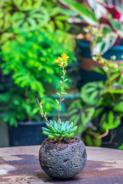 3 Units 8cm / 3.1" Round Black Horticultural Lava Rock Volcanic Rock Planter For Succulents, Moss, Tropical Palants, Terrariums -Ncyp Garden Sale Shop IMG 2193 2