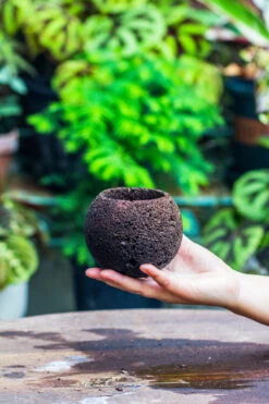 9cm / 3.5" Round Black Horticultural Lava Rock Volcanic Rock Planter For Succulents, Moss, Tropical Palants, Terrariums -Ncyp Garden Sale Shop IMG 2197