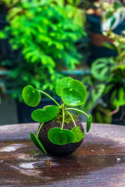 9cm / 3.5" Round Black Horticultural Lava Rock Volcanic Rock Planter For Succulents, Moss, Tropical Palants, Terrariums -Ncyp Garden Sale Shop IMG 2203 2