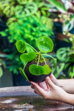 9cm / 3.5" Round Black Horticultural Lava Rock Volcanic Rock Planter For Succulents, Moss, Tropical Palants, Terrariums -Ncyp Garden Sale Shop IMG 2205