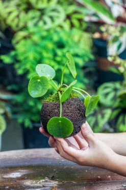 9cm / 3.5" Round Black Horticultural Lava Rock Volcanic Rock Planter For Succulents, Moss, Tropical Palants, Terrariums -Ncyp Garden Sale Shop IMG 2207