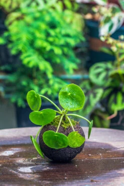 9cm / 3.5" Round Black Horticultural Lava Rock Volcanic Rock Planter For Succulents, Moss, Tropical Palants, Terrariums -Ncyp Garden Sale Shop IMG 2208