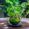 9cm / 3.5" Round Black Horticultural Lava Rock Volcanic Rock Planter For Succulents, Moss, Tropical Palants, Terrariums
