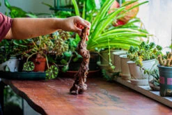 Natural Driftwood For Moss Terrarium, Miniature, Micro Landscape, Unique 12-36, Suitable For Both Live And Preserved Moss -Ncyp Garden Sale Shop IMG 2218