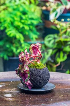 3 Units 10cm / 3.7" Round Red Horticultural Lava Rock Volcanic Rock Planter For Succulents, Moss, Tropical Palants, Terrariums 13 3 Units 10cm / 3.7" Round Red Horticultural Lava Rock Volcanic Rock Planter For Succulents, Moss, Tropical Palants, Terrariums -Ncyp Garden Sale Shop IMG 2219
