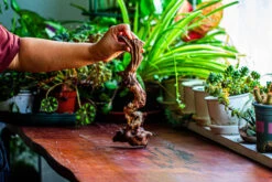 Natural Driftwood For Moss Terrarium, Miniature, Micro Landscape, Unique 12-36, Suitable For Both Live And Preserved Moss -Ncyp Garden Sale Shop IMG 2219 8c57d3f6 8669 470e bb3e 520f438d2df7