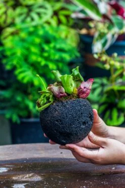 3 Unit 12cm / 4.7" Round Red Horticultural Lava Rock Volcanic Rock Planter For Succulents, Moss, Tropical Palants, Terrariums -Ncyp Garden Sale Shop IMG 2234