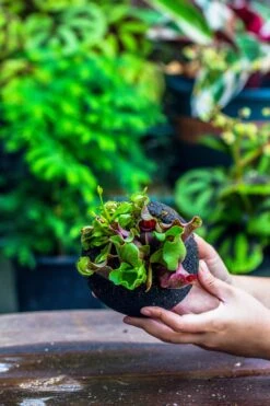 3 Unit 12cm / 4.7" Round Red Horticultural Lava Rock Volcanic Rock Planter For Succulents, Moss, Tropical Palants, Terrariums -Ncyp Garden Sale Shop IMG 2235