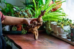 Natural Driftwood For Moss Terrarium, Miniature, Micro Landscape, Unique 12-12, Suitable For Both Live And Preserved Moss -Ncyp Garden Sale Shop IMG 2240