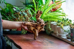 Natural Driftwood For Moss Terrarium, Miniature, Micro Landscape, Unique 12-12, Suitable For Both Live And Preserved Moss -Ncyp Garden Sale Shop IMG 2241