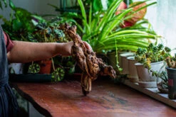 Natural Driftwood For Moss Terrarium, Miniature, Micro Landscape, Unique 12-12, Suitable For Both Live And Preserved Moss -Ncyp Garden Sale Shop IMG 2242