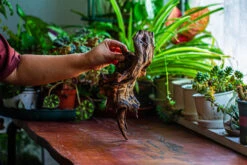 Natural Driftwood For Moss Terrarium, Miniature, Micro Landscape, Unique 12-11, Suitable For Both Live And Preserved Moss -Ncyp Garden Sale Shop IMG 2254 31600c6f 2db6 42b6 852e 9f7588ec13a8