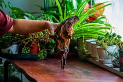 Natural Driftwood For Moss Terrarium, Miniature, Micro Landscape, Unique 12-11, Suitable For Both Live And Preserved Moss -Ncyp Garden Sale Shop IMG 2255 a281ccaf 035b 4af1 b298 abd578a0e79b