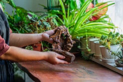 Natural Driftwood For Moss Terrarium, Miniature, Micro Landscape, Unique 12-11, Suitable For Both Live And Preserved Moss -Ncyp Garden Sale Shop IMG 2257 5861e57d c8b1 4341 a224 057fcb09074a