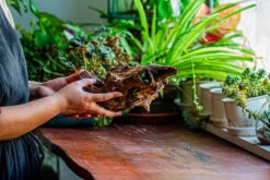 Natural Driftwood For Moss Terrarium, Miniature, Micro Landscape, Unique 12-11, Suitable For Both Live And Preserved Moss -Ncyp Garden Sale Shop IMG 2258 6cf77599 b920 4dcf 88fe 806eb6f52cb9