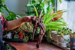 Natural Driftwood For Moss Terrarium, Miniature, Micro Landscape, Unique 12-29, Suitable For Both Live And Preserved Moss -Ncyp Garden Sale Shop IMG 2285