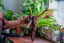 Natural Driftwood For Moss Terrarium, Miniature, Micro Landscape, Unique 12-29, Suitable For Both Live And Preserved Moss -Ncyp Garden Sale Shop IMG 2286