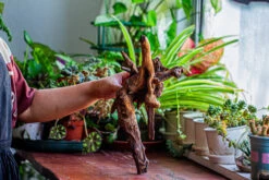 Natural Driftwood For Moss Terrarium, Miniature, Micro Landscape, Unique 12-29, Suitable For Both Live And Preserved Moss -Ncyp Garden Sale Shop IMG 2287