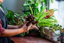 Natural Driftwood For Moss Terrarium, Miniature, Micro Landscape, Unique 12-29, Suitable For Both Live And Preserved Moss -Ncyp Garden Sale Shop IMG 2288