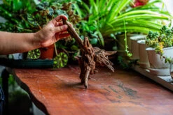 Natural Driftwood For Moss Terrarium, Miniature, Micro Landscape, Unique 12-5, Suitable For Both Live And Preserved Moss -Ncyp Garden Sale Shop IMG 2310