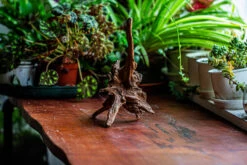 Natural Driftwood For Moss Terrarium, Miniature, Micro Landscape, Unique 12-5, Suitable For Both Live And Preserved Moss -Ncyp Garden Sale Shop IMG 2311