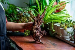 Natural Driftwood For Moss Terrarium, Miniature, Micro Landscape, Unique 12-27, Suitable For Both Live And Preserved Moss -Ncyp Garden Sale Shop IMG 2316